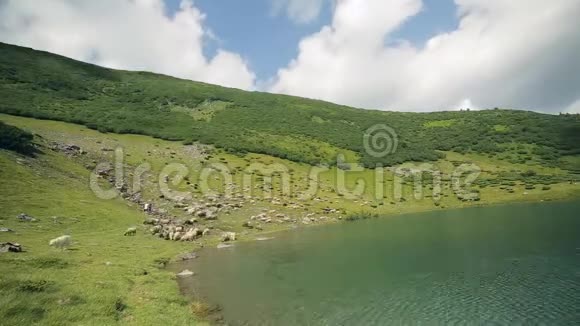 一大群羊在湖边喀尔巴阡山的斜坡上放牧视频的预览图