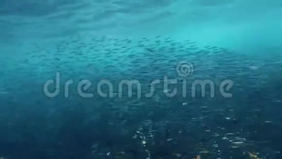 雅岛珊瑚礁鱼类学校视频的预览图