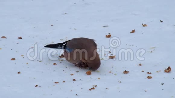 欧亚大陆的杰伊吃的是被压在雪地上的核桃的果肉视频的预览图