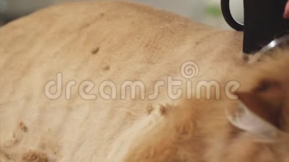 一只姜猫被剃掉的特写镜头是一个专业的兽医美容师视频的预览图