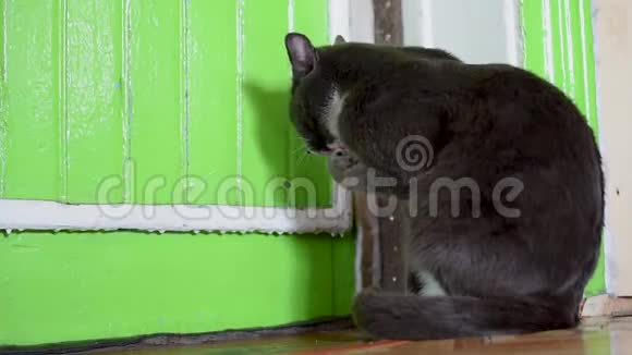 黑暗中的灰猫绿色地板上的老鼠视频的预览图