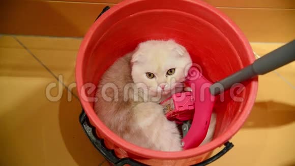 小猫拿着拖把躺在水桶里视频的预览图