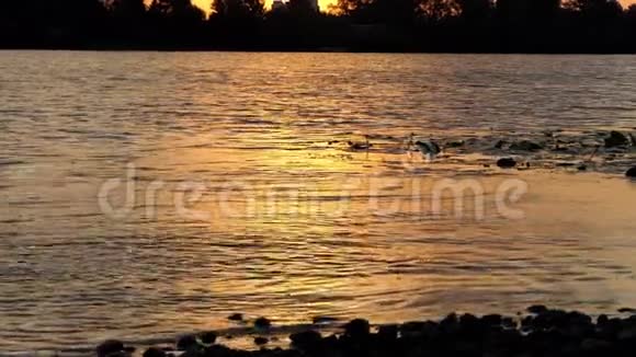 灿烂的日落和一个男孩在斯隆莫河里扔平石视频的预览图