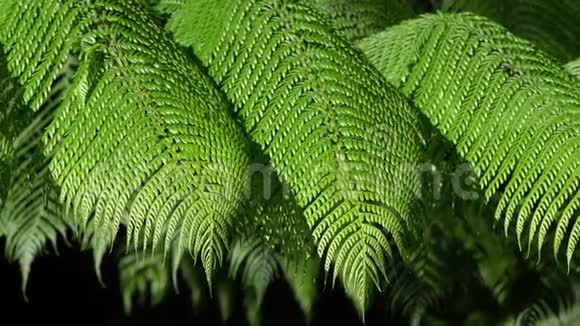 热带雨林中的绿色巨型蕨叶视频的预览图