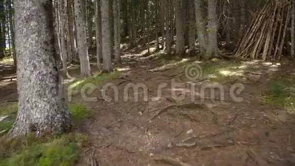 从第一个人的角度看森林视频的预览图