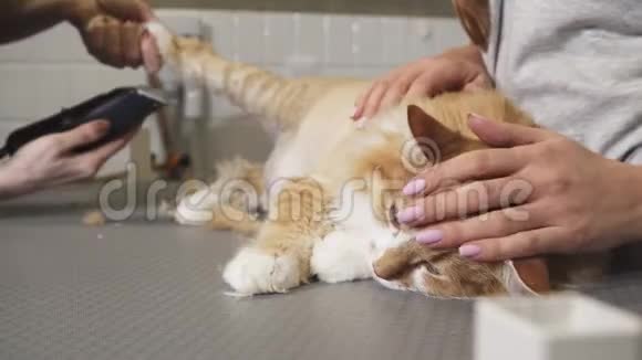 一只可爱的姜猫躺在桌子上被兽医胡子视频的预览图