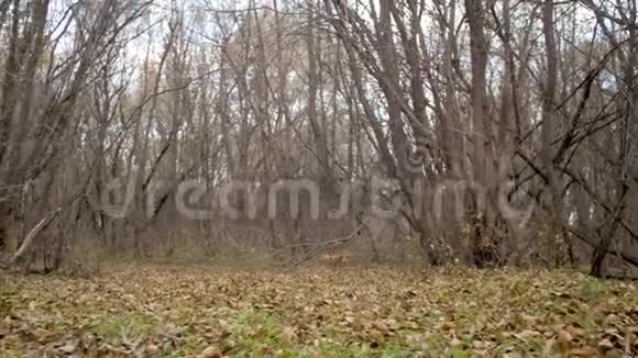 猎狗在秋天的森林里用枯叶奔跑视频的预览图
