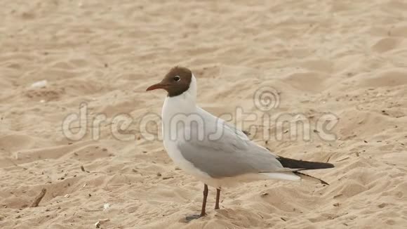 夏天一只大海鸥站在沙滩上视频的预览图