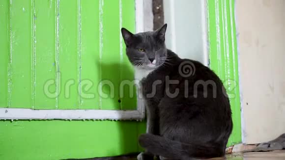 黑暗中的灰猫绿色地板上的老鼠视频的预览图