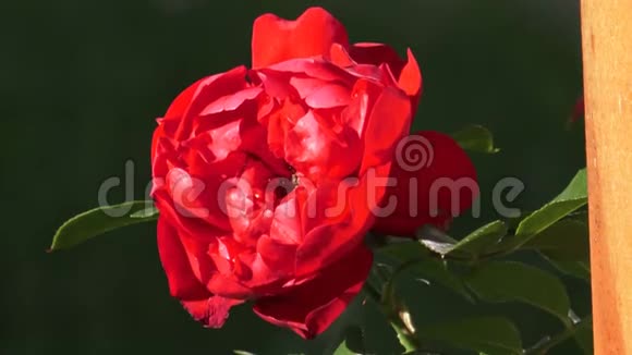 花园里灌木丛上的红玫瑰视频的预览图