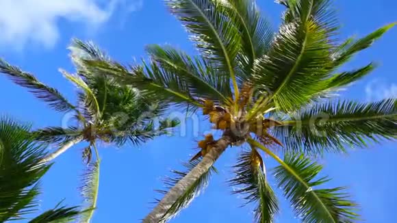 加勒比海棕榈树的低视角电影视频的预览图