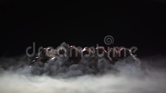 液氮的烟雾穿过巧克力中的浆果视频的预览图