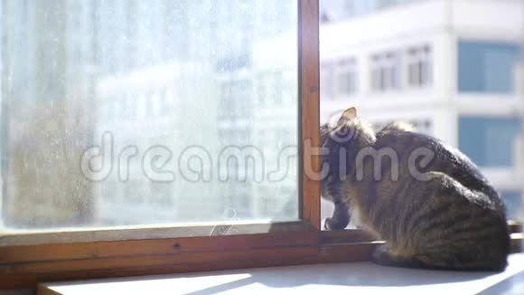 猫在窗台上行走视频的预览图