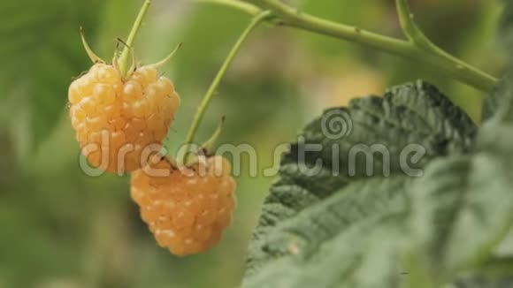 黄色或金莓种植有机浆果特写成熟的覆盆子在水果园全景全景观视频的预览图