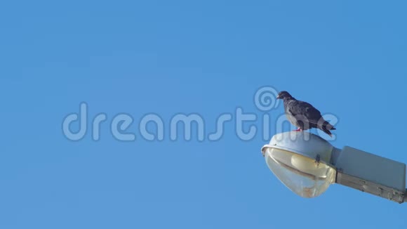 特写慢镜头拍摄一只鸽子坐在路灯上对着蓝天4K视频的预览图