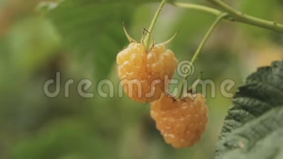 黄色或金莓种植有机浆果特写成熟的覆盆子在水果园全景全景观视频的预览图