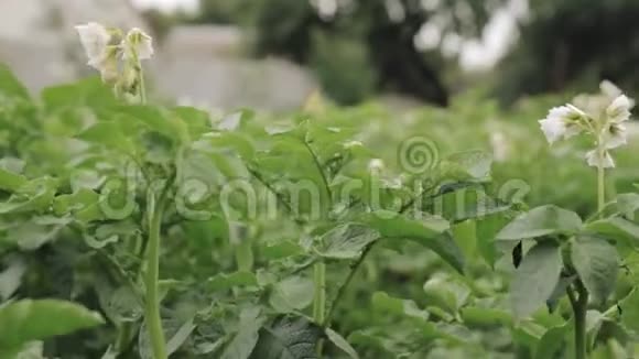 春夏种植土豆属开花绿色春穗视频的预览图