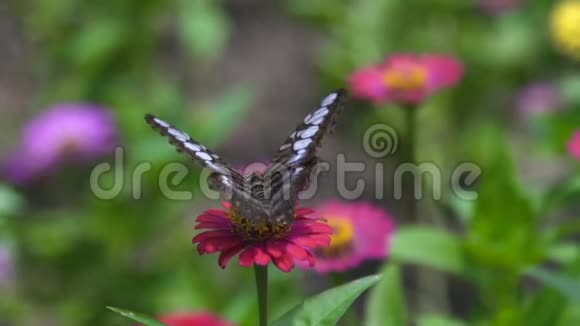 蝴蝶在夏天的花园里授粉关闭蝴蝶收集花蜜花圃在视频的预览图
