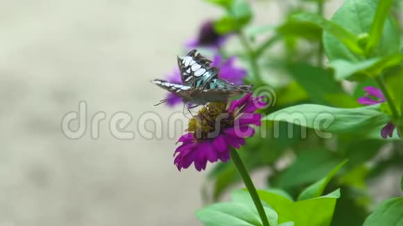 在夏天的花园里把蝴蝶授粉夏季花床上采蜜的蝴蝶视频的预览图