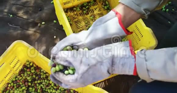 农夫将收获的橄榄放入4k箱视频的预览图