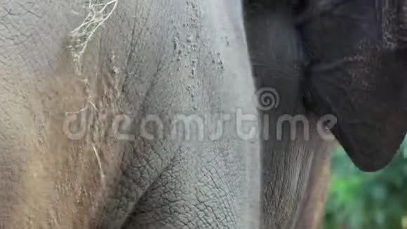 一只大象在夏天的动物园里慢慢地转过头来视频的预览图