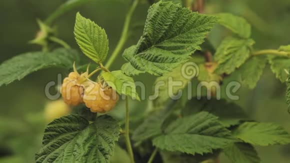 黄色或金莓种植有机浆果特写成熟的覆盆子在水果园全景全景观视频的预览图