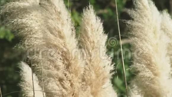 潘帕斯草银羽草随风摆动植物在风中慢慢移动4k特写慢镜头视频的预览图