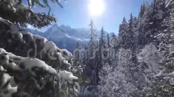 高山森林的冬天圣诞树上的雪视频的预览图
