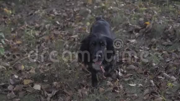 黑公鸡猎犬在花园里奔跑看着摄像机视频的预览图
