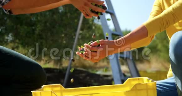 快乐的一对夫妇在农场玩收获的橄榄视频的预览图