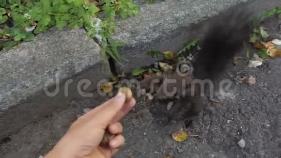 一个女人她的手里喂着一只黑松鼠里面有裂开的坚果视频的预览图