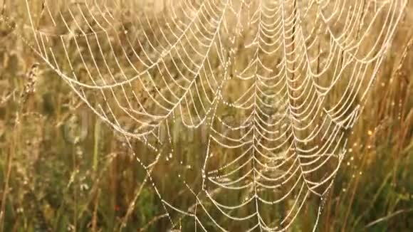 蜘蛛的网络特写黎明时有露珠蜘蛛之家视频的预览图