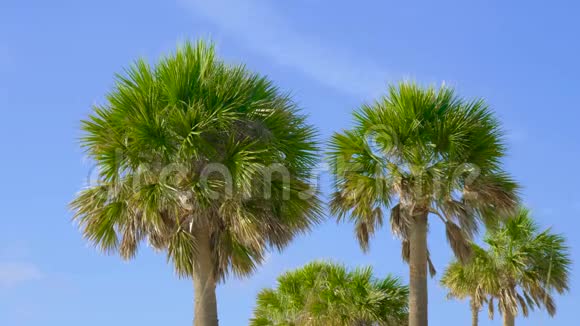 棕榈树映衬着美丽的蓝天视频的预览图