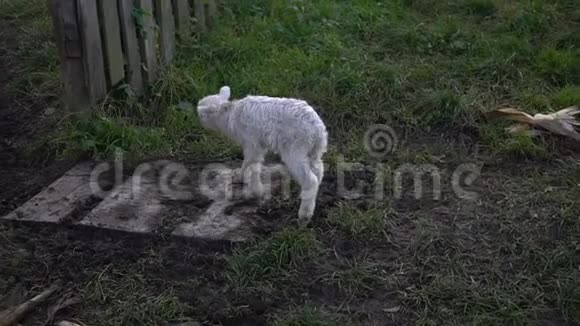 不快乐的羔羊走在草地上视频的预览图