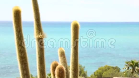 西班牙海岸的Cacti视频的预览图