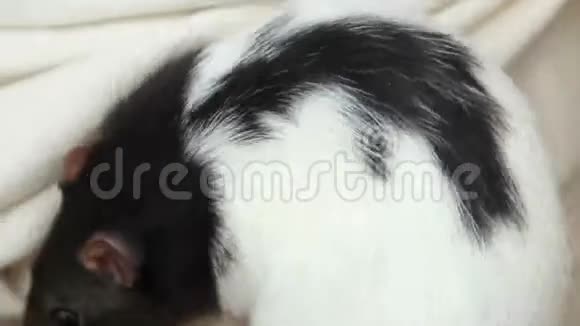 家养的毛茸茸的搞笑老鼠的特写镜头我们的宠物视频的预览图