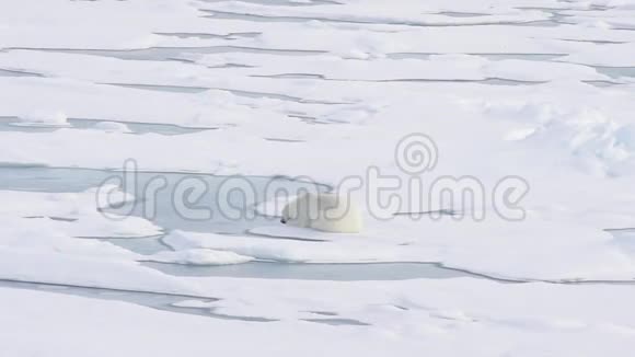 北极熊躺在海冰上视频的预览图