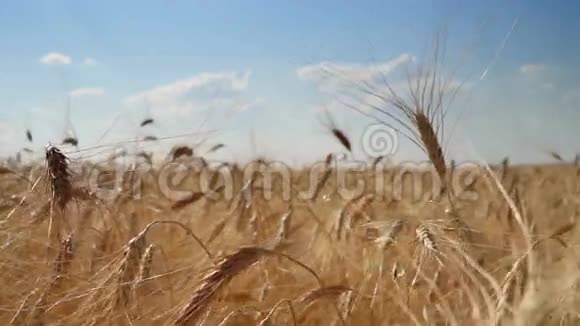 黎明时的麦子视频的预览图