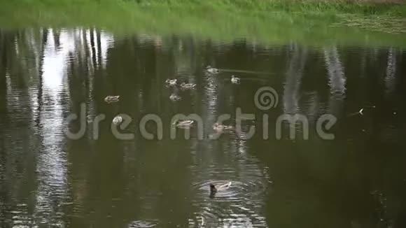 鸭子在一个绿色的小湖上游泳视频的预览图