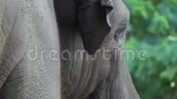 一只大象夏天在动物园里慢慢地转过头来视频的预览图