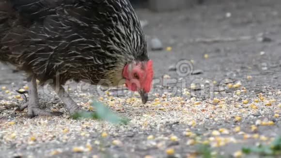 在近景的一个村院子里母鸡和公鸡在地上吃食物视频的预览图