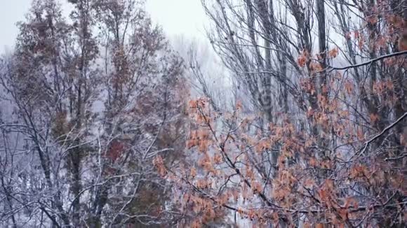 大雪纷纷扬扬地落在树干上视频的预览图