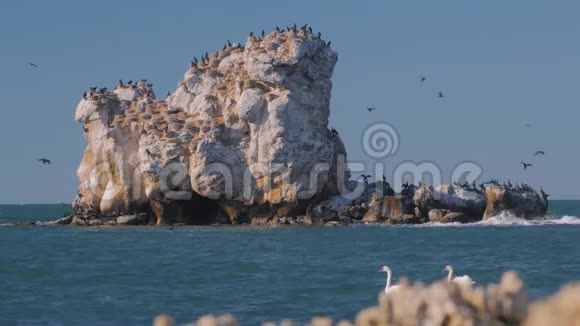 一对天鹅和一群海鸦在4K的岩石上视频的预览图