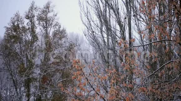 大雪纷纷扬扬地落在树干上视频的预览图