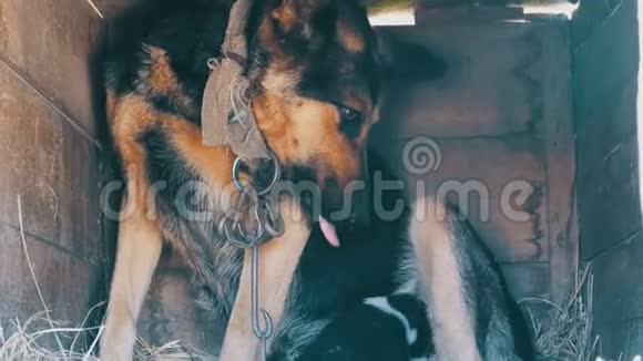 小新生的小狗吮吸它们的母乳狗窝里的一条链子上的牧羊人用牛奶喂小狗视频的预览图