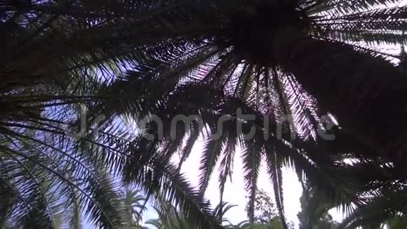 公园树下的景色视频的预览图