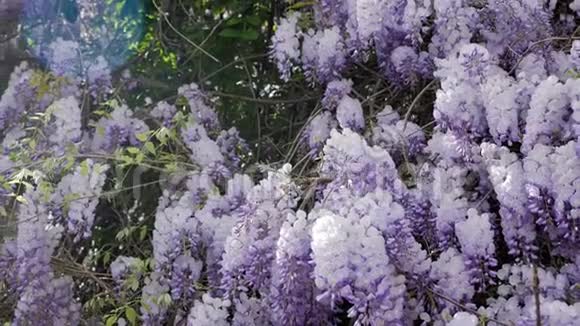 春天盛开的紫藤树视频的预览图