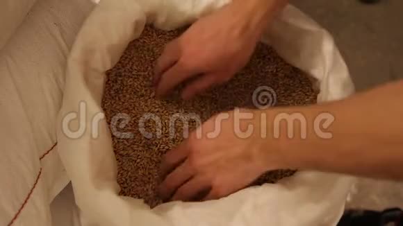 啤酒厂生产啤酒用麦芽的研磨男人的手把麦芽从袋子里拿出来流过他的手指视频的预览图