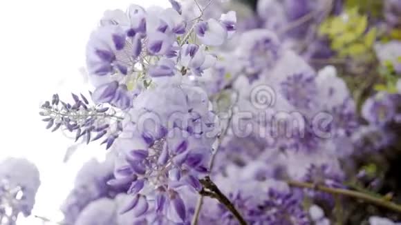 春天盛开的紫藤树视频的预览图