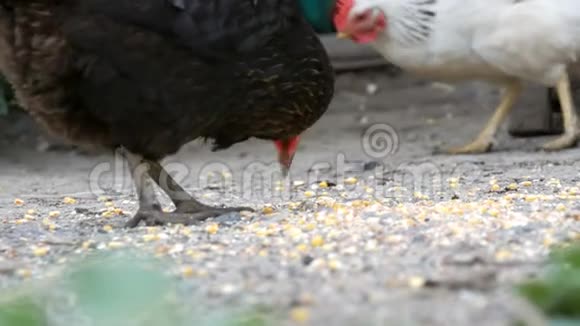 在近景的一个村院子里母鸡和公鸡在地上吃食物视频的预览图